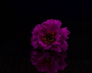 Preview wallpaper flower, petals, photoshop, purple, black