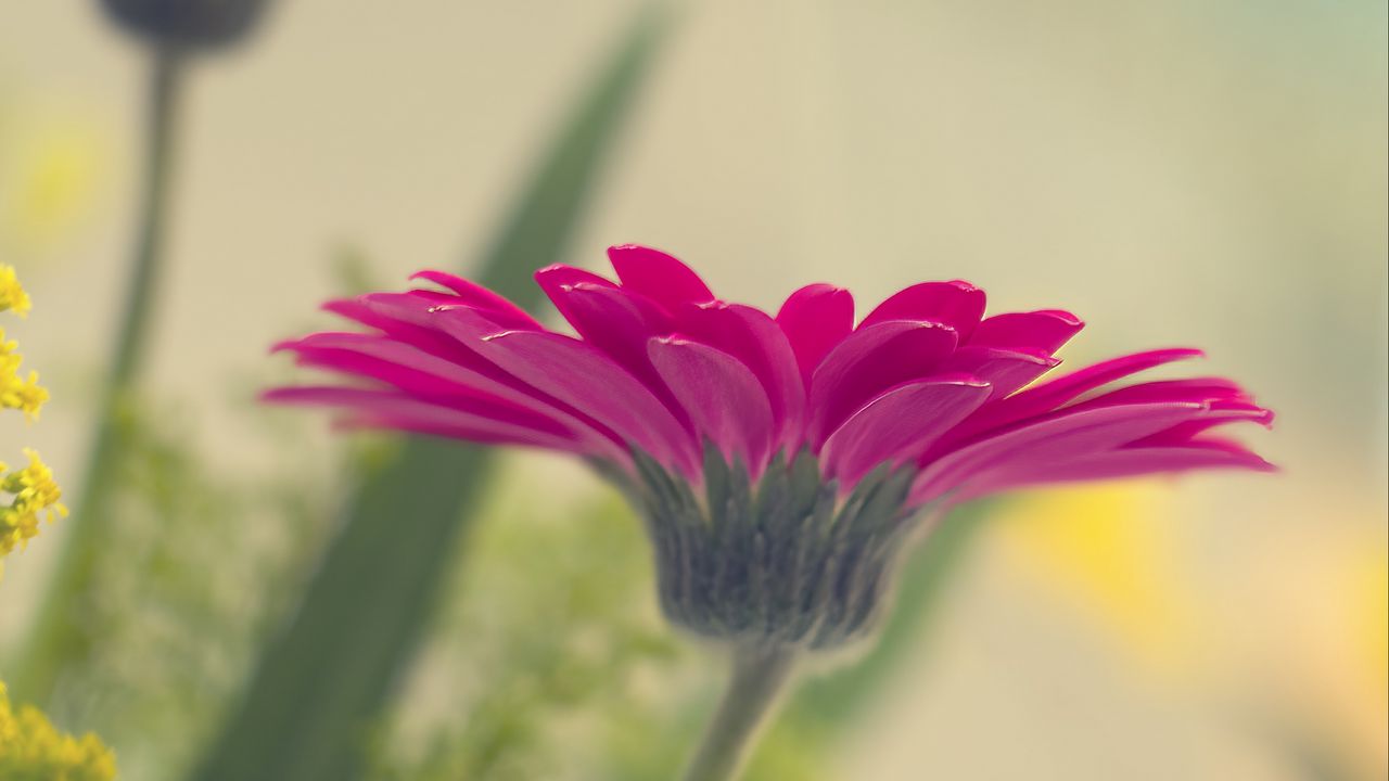 Wallpaper flower, petals, pink, blur