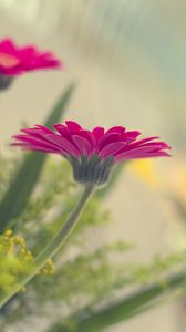 Preview wallpaper flower, petals, pink, blur