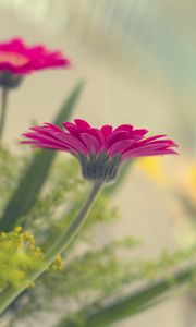 Preview wallpaper flower, petals, pink, blur