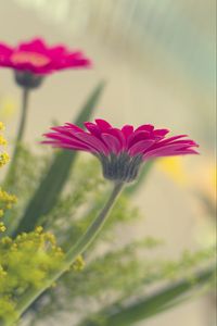 Preview wallpaper flower, petals, pink, blur