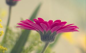 Preview wallpaper flower, petals, pink, blur