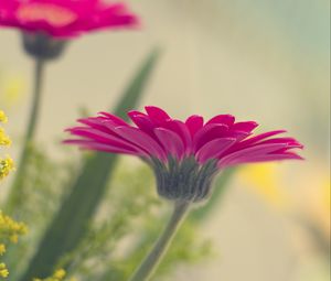 Preview wallpaper flower, petals, pink, blur