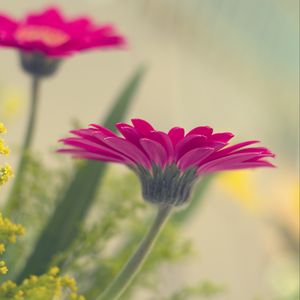 Preview wallpaper flower, petals, pink, blur