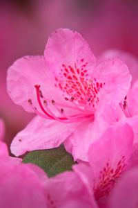 Preview wallpaper flower, petals, pink, macro