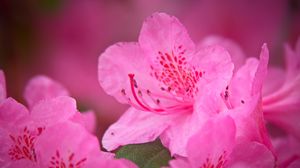 Preview wallpaper flower, petals, pink, macro