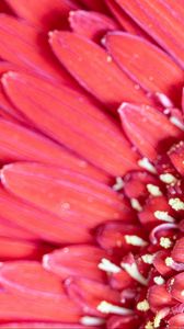 Preview wallpaper flower, petals, pink, macro, pollen