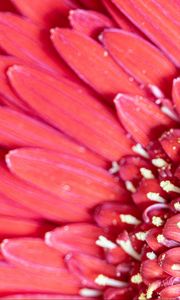 Preview wallpaper flower, petals, pink, macro, pollen