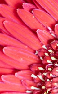 Preview wallpaper flower, petals, pink, macro, pollen