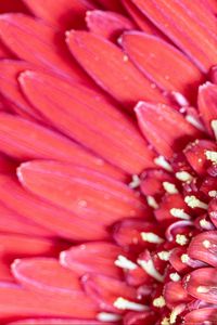 Preview wallpaper flower, petals, pink, macro, pollen