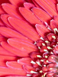 Preview wallpaper flower, petals, pink, macro, pollen