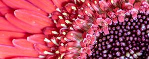 Preview wallpaper flower, petals, pink, macro, pollen