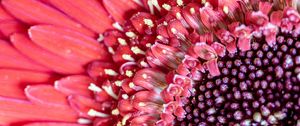 Preview wallpaper flower, petals, pink, macro, pollen