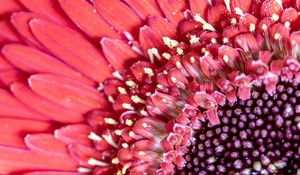 Preview wallpaper flower, petals, pink, macro, pollen