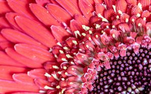 Preview wallpaper flower, petals, pink, macro, pollen