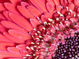 Preview wallpaper flower, petals, pink, macro, pollen