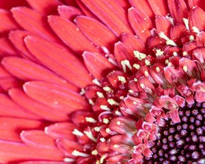 Preview wallpaper flower, petals, pink, macro, pollen