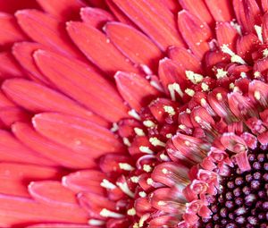 Preview wallpaper flower, petals, pink, macro, pollen