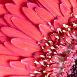 Preview wallpaper flower, petals, pink, macro, pollen