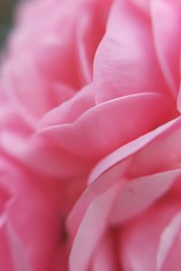 Preview wallpaper flower, petals, pink, macro, bloom