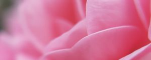 Preview wallpaper flower, petals, pink, macro, bloom