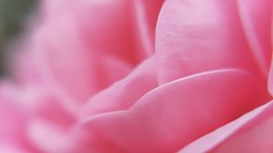 Preview wallpaper flower, petals, pink, macro, bloom