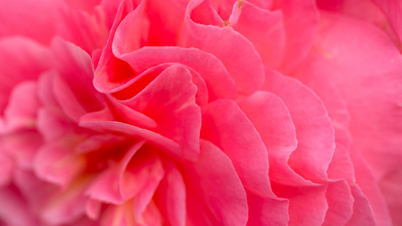Wallpaper flower, petals, pink, macro, bright