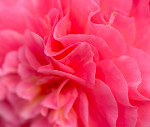 Preview wallpaper flower, petals, pink, macro, bright