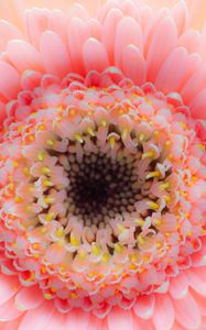 Preview wallpaper flower, petals, pink, delicate, macro