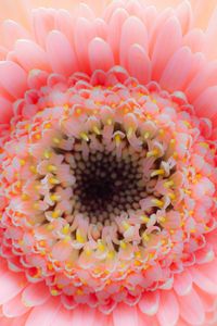 Preview wallpaper flower, petals, pink, delicate, macro