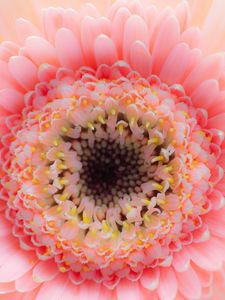 Preview wallpaper flower, petals, pink, delicate, macro