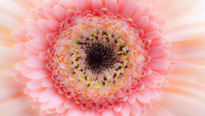Preview wallpaper flower, petals, pink, delicate, macro