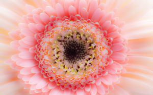 Preview wallpaper flower, petals, pink, delicate, macro