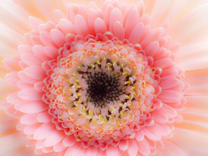 Preview wallpaper flower, petals, pink, delicate, macro