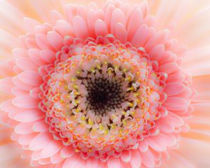 Preview wallpaper flower, petals, pink, delicate, macro