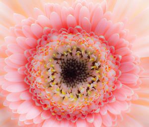 Preview wallpaper flower, petals, pink, delicate, macro