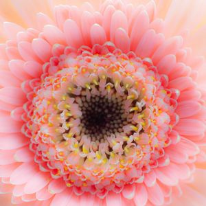 Preview wallpaper flower, petals, pink, delicate, macro