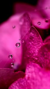 Preview wallpaper flower, petals, pink, drop, web