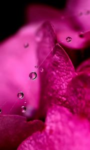 Preview wallpaper flower, petals, pink, drop, web