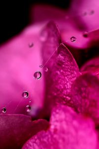 Preview wallpaper flower, petals, pink, drop, web