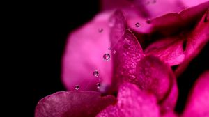 Preview wallpaper flower, petals, pink, drop, web