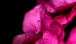 Preview wallpaper flower, petals, pink, drop, web