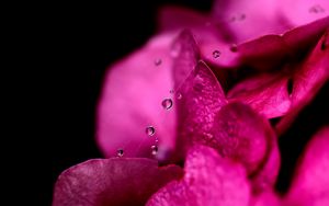 Preview wallpaper flower, petals, pink, drop, web