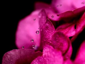 Preview wallpaper flower, petals, pink, drop, web