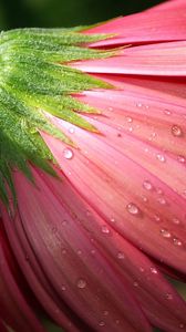 Preview wallpaper flower, petals, pink, macro, dew, drops