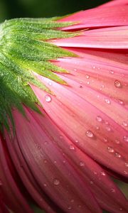 Preview wallpaper flower, petals, pink, macro, dew, drops