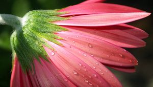 Preview wallpaper flower, petals, pink, macro, dew, drops