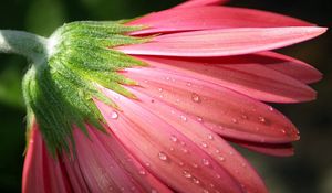 Preview wallpaper flower, petals, pink, macro, dew, drops