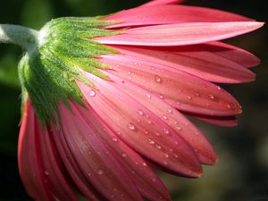 Preview wallpaper flower, petals, pink, macro, dew, drops