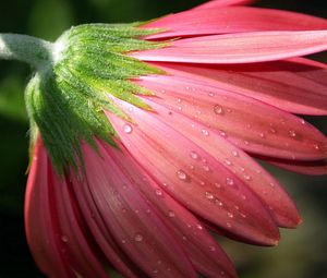 Preview wallpaper flower, petals, pink, macro, dew, drops